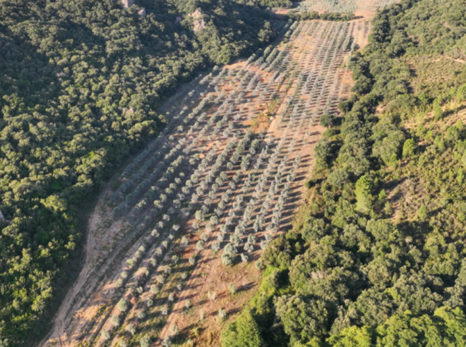 DOMAINE CASTELLU DI BARICCI 